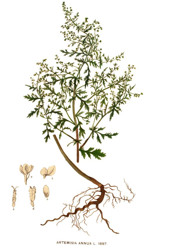 Bylica roczna (Artemisia annua) Artemizyna, EKO susz, Polska - obrazek 3
