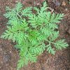 Bylica Roczna Artemisia Annua (Artemizyna) - EKO nasiona 0,2 g