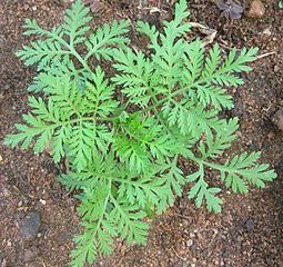 Bylica Roczna Artemisia Annua (Artemizyna) - EKO nasiona 0,2 g