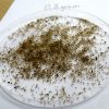 Bylica Roczna Artemisia Annua (Artemizyna) - EKO nasiona 0,2 g - obrazek 3