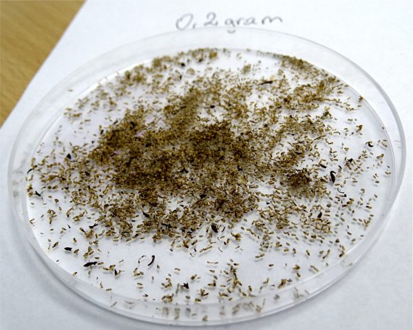 Bylica Roczna Artemisia Annua (Artemizyna) - EKO nasiona 0,2 g - obrazek 3
