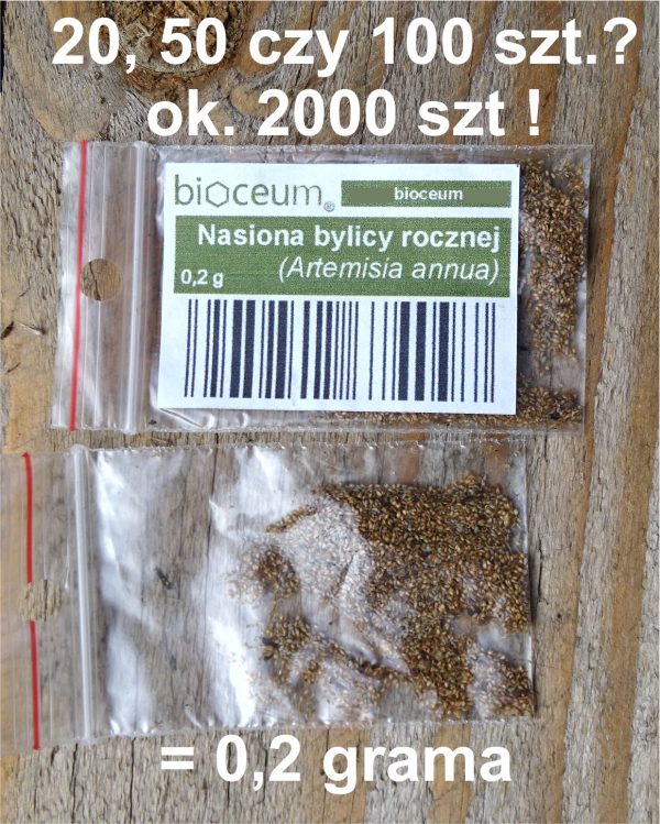 Bylica Roczna Artemisia Annua (Artemizyna) - EKO nasiona 0,2 g - obrazek 4