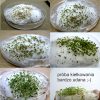 Bylica Roczna Artemisia Annua (Artemizyna) - EKO nasiona 0,2 g - obrazek 2