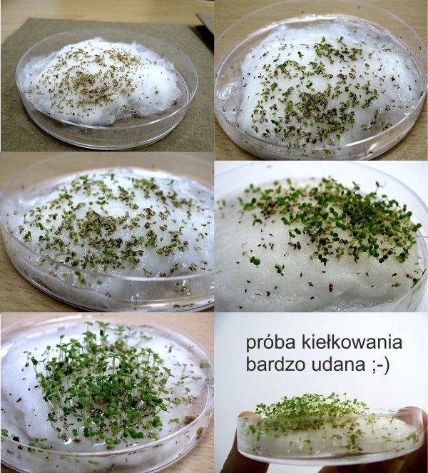 Bylica Roczna Artemisia Annua (Artemizyna) - EKO nasiona 0,2 g - obrazek 2