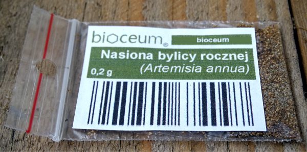 Bylica Roczna Artemisia Annua (Artemizyna) - EKO nasiona 0,2 g - obrazek 5