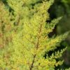 Zestaw EKO susz Bylica Roczna (Artemisia annua) + CBD 3% - obrazek 3