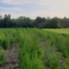 Zestaw 5x  EKO susz Bylica Roczna (Artemisia annua) 375g - obrazek 4