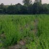 Bylica Roczna Artemisia Annua (Artemizyna) - EKO nasiona 0,2 g - obrazek 6