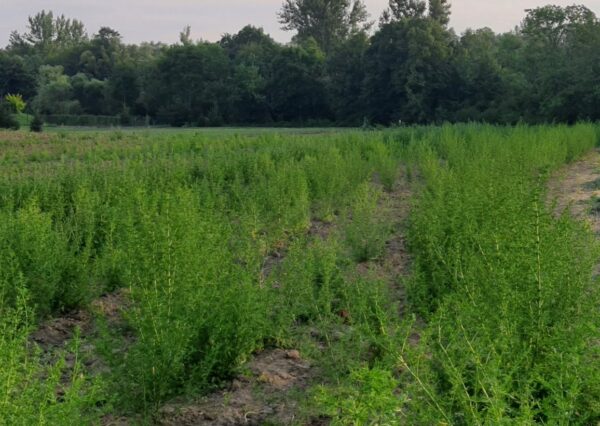 Bylica Roczna Artemisia Annua (Artemizyna) - EKO nasiona 0,2 g - obrazek 6