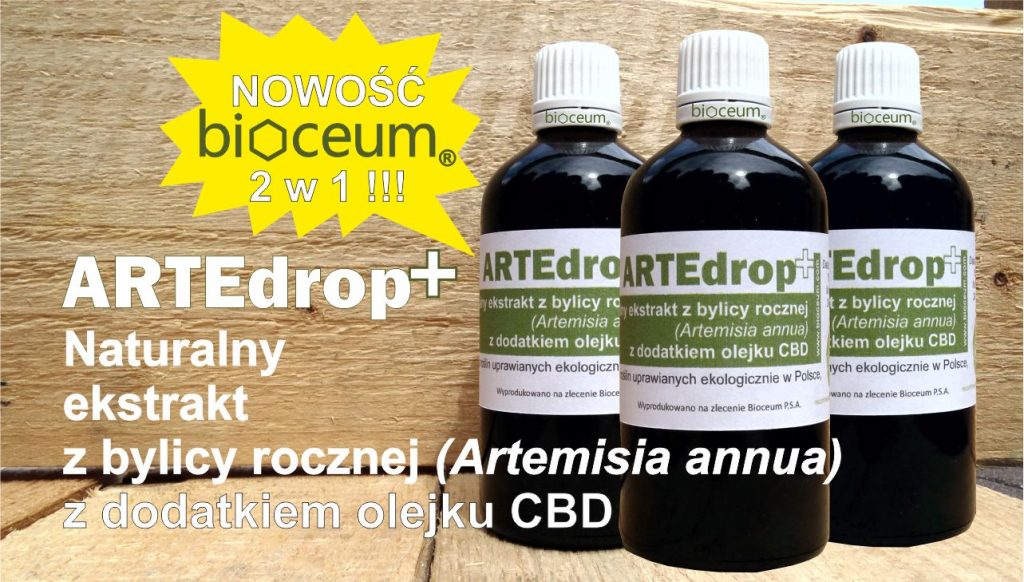 nalewka z bylicy rocznej