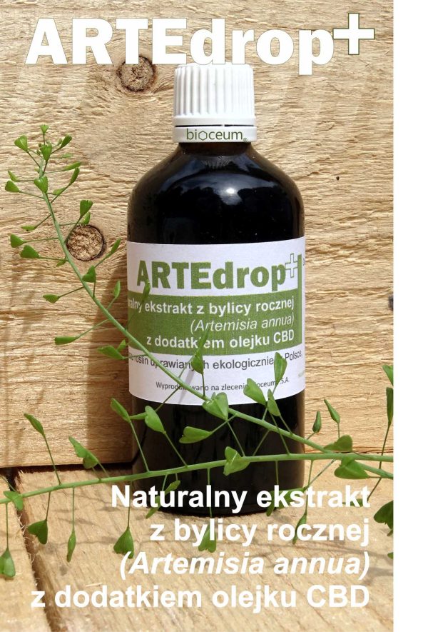 Naturalny, ekologiczny ekstrakt ziołowy z Bylicy rocznej (Artemisia annua) z dodatkiem olejku CBD.