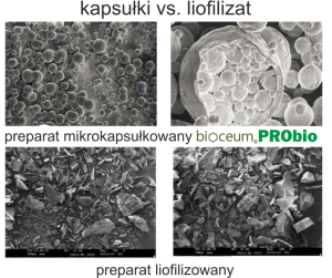 probio bakterie probiotyczne