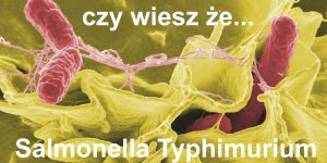 Salmonellę Typhimurium